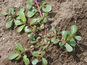 Photos of Portulaca Oleracea