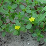 Pictures of Portulaca Oleracea