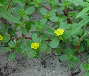 Pictures of Portulaca Oleracea