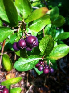 Purple Chokeberry