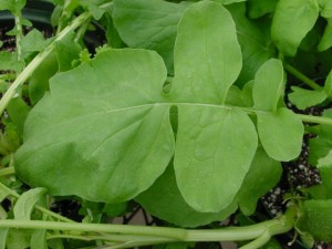 Radish Leaf Radish Leaf Image