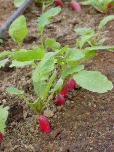Radish Plant