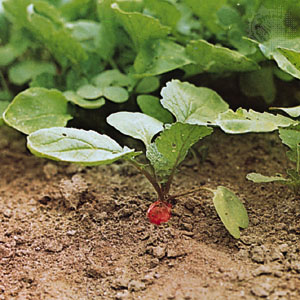 Radish Plant Radish Plant Photo
