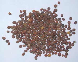 Radish Seeds Radish Seeds Picture