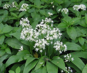 Ramsons Ramsons Picture
