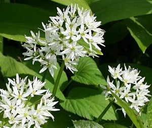 Ramsons Photos Photos of Ramsons