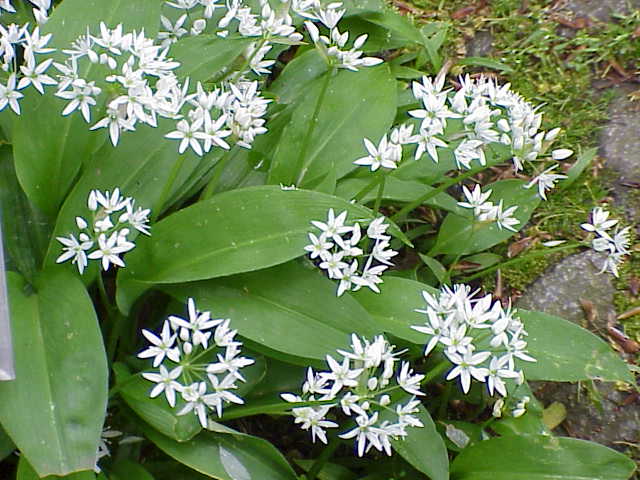 Pictures of Ramsons