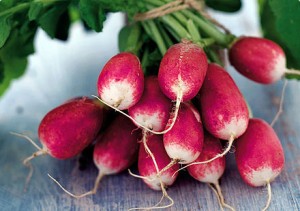 Red Radish Red Radish Image
