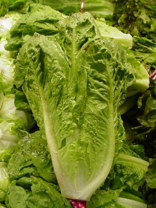 Images of Romaine Lettuce