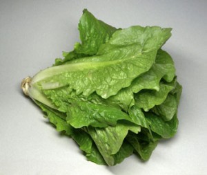 Pictures of Romaine Lettuce