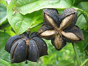 Sacha Inchi Oil Sacha Inchi Oil Picture