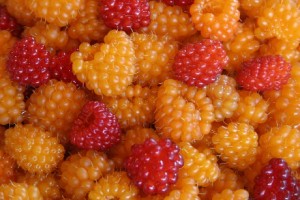 Salmonberry Salmonberry Picture