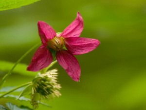 Salmonberry Flower Photo