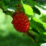Images of Salmonberry