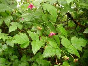 Salmonberry Plant Salmonberry Plant Picture