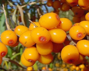 Sea Buckthorn Berries Sea Buckthorn Berries Image