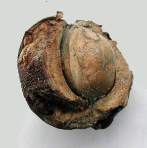 Images of Shagbark Hickory