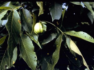 Phoots of Shagbark Hickory