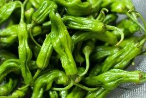 Shishito Peppers Shishito Peppers Picture