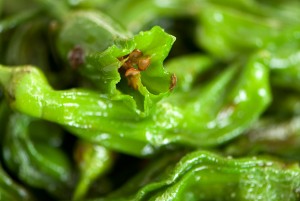 Shishito Peppers Photos Photos of Shishito Peppers