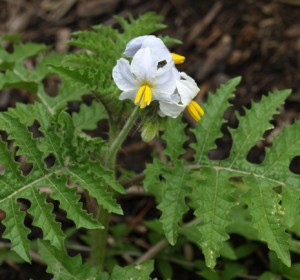 Solanum Sisymbriifolium Picture