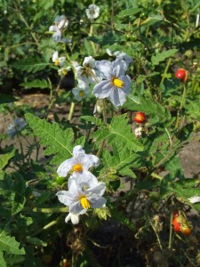 Images of Solanum Sisymbriifolium