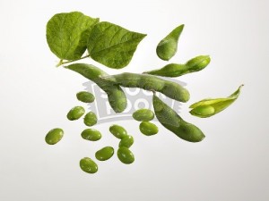 Soya Beans Image of Soya Beans