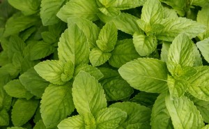 Spearmint Spearmint Picture