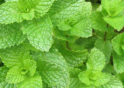 Images of Spearmint