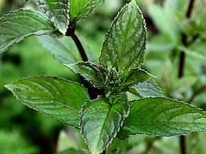 Spearmint Pictures Pictures of Spearmint