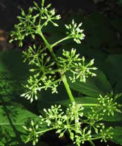 Spikenard Photos Photos of Spikenard