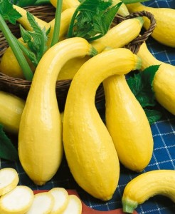 Squash Crookneck