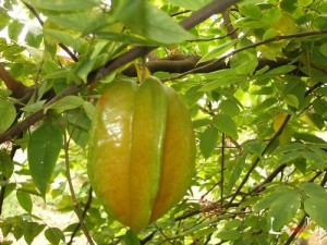 Star Fruit Images Images of Star Fruit