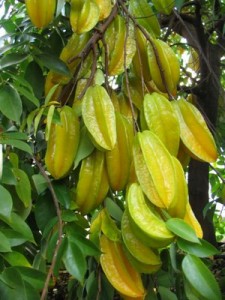 Pics of Star Fruit