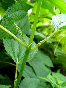 Stinging Nettle Images Images of Stinging Nettle