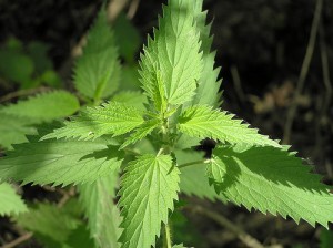 Photos of Stinging Nettle