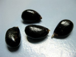 Sugar Apple Seeds