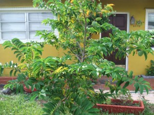 Sugar Apple Tree