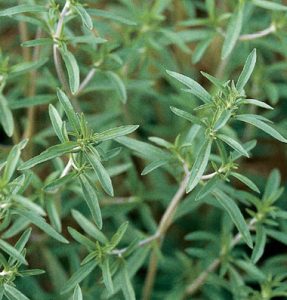Summer Savory