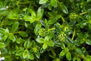 Summer Savory Herb
