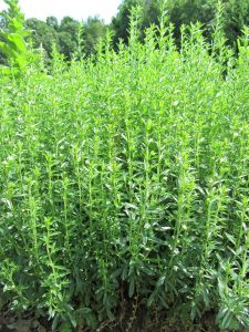 Summer Savory Images