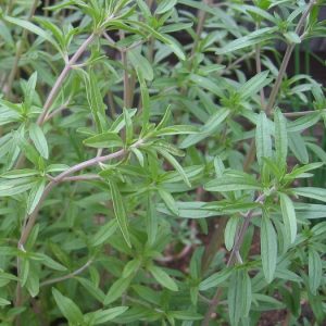Summer Savory Leaves