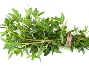 Summer Savory Pictures