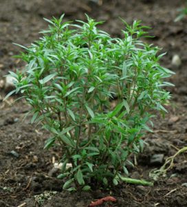 Summer Savory Plant