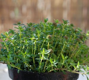 Summer Savory Seedlings