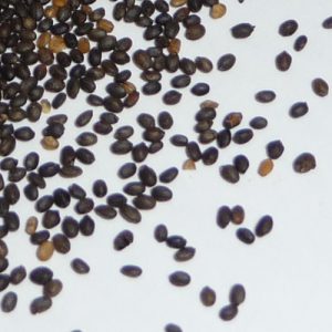 Summer Savory Seeds
