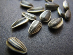 Sunflower Seed Sunflower Seed Picture