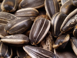 Images of Sunflower Seed