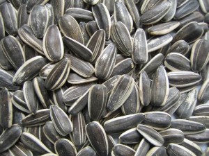 Photos of Sunflower Seed