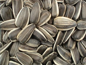 Pictures of Sunflower Seed